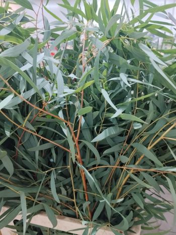 ZZ ITA LUC EUCA NICOLI