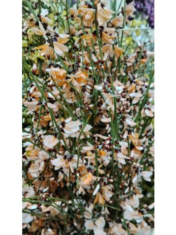 ZZ ITA LUC GINESTRA KICSI NARANCS