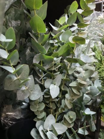 ZZ ITA LUC EUCA CINI KÖZEPES