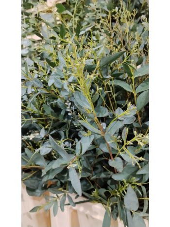 ZZ ITA LUC EUCA  GUNNY RÖVID