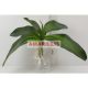 Orchidea levél 25802