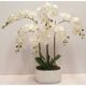 Cserepes orchidea