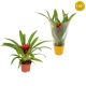 ZZ GUZMANIA BLITZ
