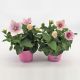 ZZ PLATYCODON PINK