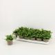 FICUS PUMILA GREEN SUNNY