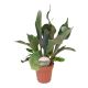 PLATYC BIFURCATUM