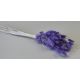 Lagurus 50g feh.lila