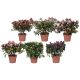 RHODO SI GEM