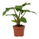 ALOCASIA LOW RIDER 12CM