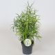 ASPAR FALCATUS
