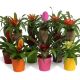 ZZ BROMELIA OP HOUT