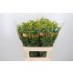 SOLI GOLDEN GLORY 80CM