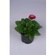 BELLIS PERENNIS ROOD