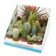 CACTUS MIX DOBOZOS