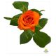 R GR   ORANGE WAVE - S/A