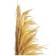 ZVB PAMPAS 80/90 CREAM 8435056105867