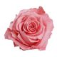 ZVB ROSA STANDARD W-BOX 6SP CORAL 8435056106475