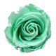 ZVB ROSA STANDARD W-BOX 6SP PASTEL MINT 8435056106482