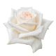 R EC7 WHITE OHARA *25