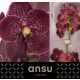 VANDA SU CHOCOLA RED