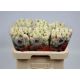 R TR SWEET BLOSSOMS 60CM