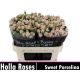 R TR SWEET PORCELINA 70CM