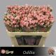 R TR ODILIA 70CM