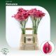 ZANT CAPT ROMANCE 70CM