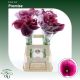 ZANT CAPT PROMISE 65CM