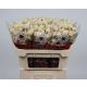 R TR SWEET BLOSSOMS 70CM