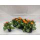 CALENDUL OFFICINALIS