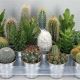 CACTUS GEM ZINK KASPÓS