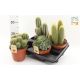 CACTUS GEM *4