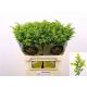 SOLI CARZAN GLORY 80CM