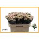 R TR SEVERINA 60CM