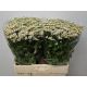 TANA PA SINGLE VEGMO