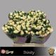 R TR TRINITY 60CM