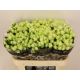 R TR  GREEN GLOW 70CM