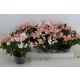 RHODO CIRMOS