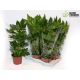 FATSIA OV