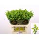 SOLI CARZAN GLORY 80CM