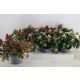 RHODO SI GEM X6