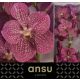 VANDA NI TROPI PUNCH