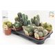 CACTUS GEM *9
