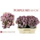 R TR PURPLE SKY 60CM
