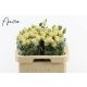 R TR SUMMERROSE 60CM