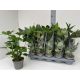 FATSIA OV