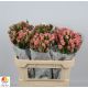 R TR ODILIA 70CM