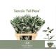 SENECIO 'FULL MOON'