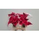 ZANT RED CHARM 60CM